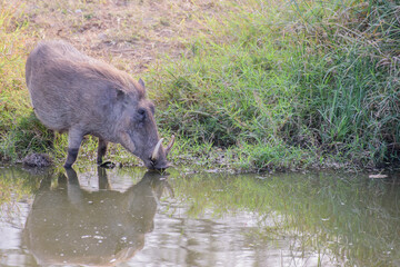 The common warthog (Phacochoerus africanus) is a wild member of the pig family (Suidae) found in grassland, savanna, and woodland in sub-Saharan Africa
