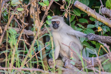 The vervet monkey, or simply vervet, is an Old World monkey of the family Cercopithecidae native to Africa.