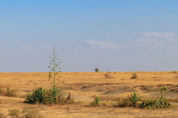 Sisal (Agave sisalana) in african savanna in Tanzania