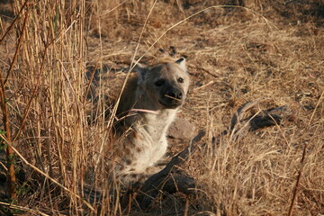 hyena in kruger park