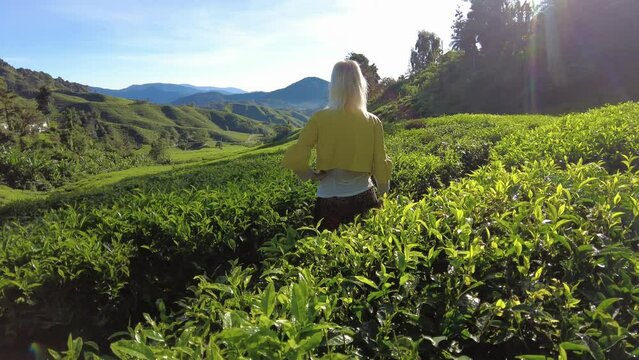 woman traveler admiring magnificent scenery of tea estate in Cameron Highlands, Malaysia. World's finest tea leaves. The area was vast and included rolling hills and verdant tea shrubs.