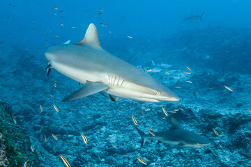 Fototapeta premium Grey shark, French Polynesia