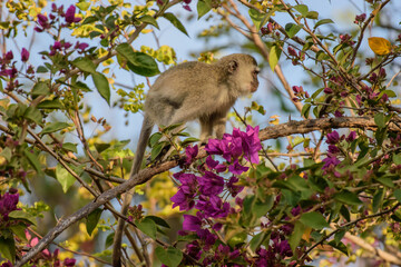 The vervet monkey, or simply vervet, is an Old World monkey of the family Cercopithecidae native to Africa.
