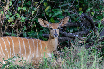 The lowland nyala or simply nyala is a spiral-horned antelope native to southern Africa.