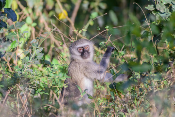 The vervet monkey, or simply vervet, is an Old World monkey of the family Cercopithecidae native to Africa.
