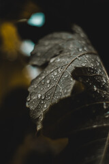 Rainy Leaf