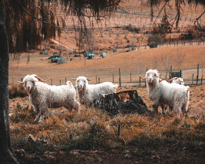 Goats