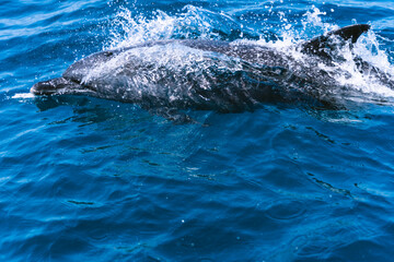 Naklejka premium A dolphin swimming in the sea surface