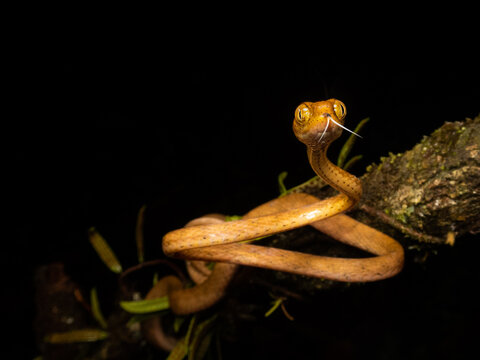 Serpiente bejuquilla Lisa (Imantodes inornatus)