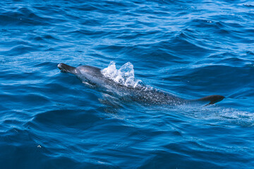 Naklejka premium Dolphin swimming in the middle of the ocean
