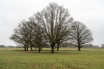 Obraz premium Baumgruppe in der Marsch in der Elbtalaue, Brandenburg