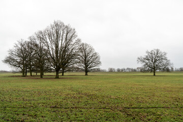 Baumgruppe in der Marsch in der Elbtalaue, Brandenburg