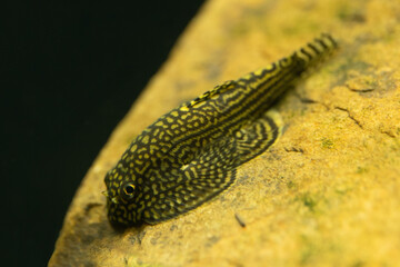 Hillstream Loach
