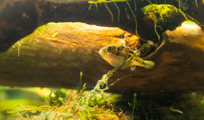 Pea Puffer