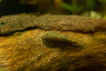 Hillstream Loach