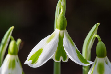 Close up of galanthus Phil Cornish snowdrops in bloom