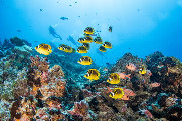 Plakat Reef life, French Polynesia