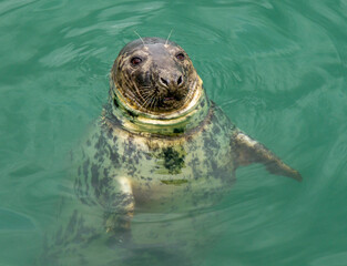 Grey Seal Halichoerus grypus eating a fish close up.	