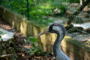 Harm and benefit of birds and animals in the zoo