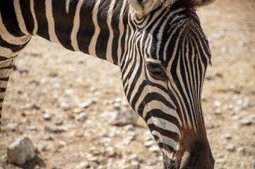 Fototapeta na wymiar Lonely zebra walking in the hot desert