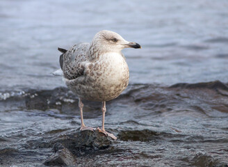 Portrait of young herring gull (Larus argentatus) with black, hefty beak  standing in water during...