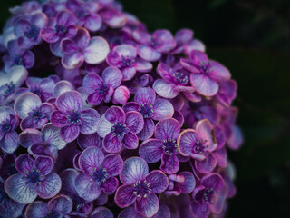 Close up of a hydrangea flower