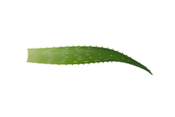 Fototapeta premium Aloe vera leaf. Aloe plant.