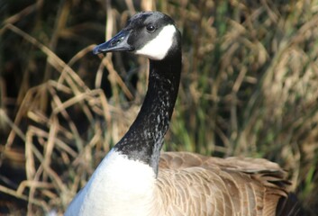 Obraz premium country goose branta canadensis