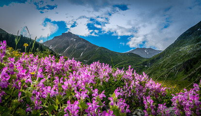 Fototapeta na wymiar meadow with flowers in mountains