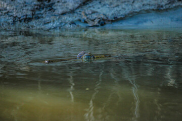 Jacaré da Amazônia