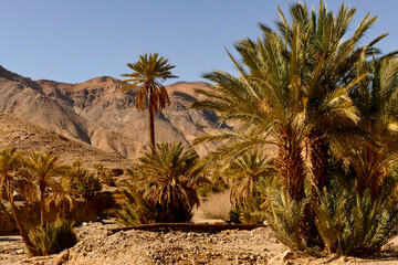 Fototapeta na wymiar Villaggio Berbero fortificato nella regione predesertica del sousse Massa, Marocco