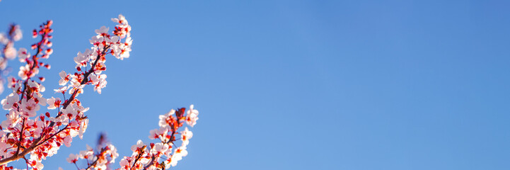 Close up of pink spring tree blossom. Web banner.