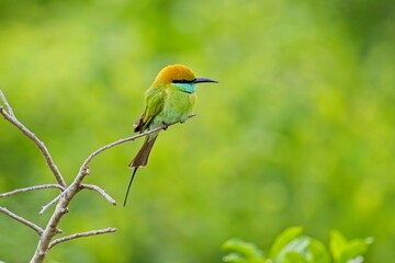 Vlha proměnlivá (Merops orientalis) Green bee-eater, sitting on the branch at Wilpattu park Sri Lanka
