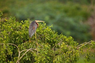 The purple heron, Red heron (Ardea purpurea) in natural habitat. In the lake at Sri Lanka, Volavka Červená landing