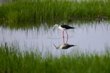 Springtime and cute water birds. Colorful nature background. Bird: Black winged Stilt. Himantopus himantopus. Pisila Čáponohá 