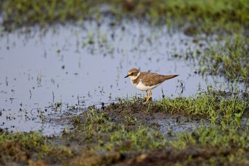 Juvenile little ringed plover in natural habitat, (Charadrius dubius), kulík říční 