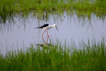 Springtime and cute water birds. Colorful nature background. Bird: Black winged Stilt. Himantopus himantopus. Pisila Čáponohá 