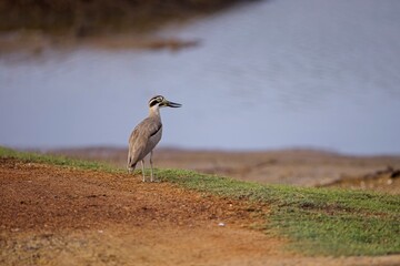 The great stone-curlew or great thick-knee (Esacus recurvirostris),  Dytík Křivozobý, funny grey bird with big eyes and large beaks standing  in open land with nice composition