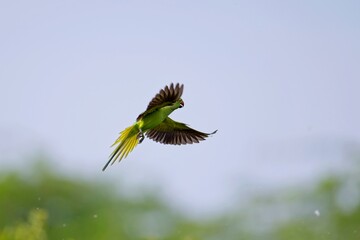 Flying the rose-ringed parakeet on the nest (Psittacula krameri), also known as the ring-necked parakeet, is a medium-sized parrot. Beautiful colourful  parrot, cute parakeets perched on a branch. 