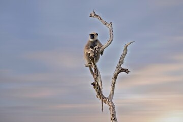 The tufted gray langur sitting on thr tree (Semnopithecus priam), also known as Madras gray langur, and Coromandel sacred langur 