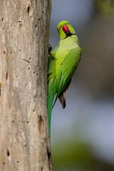The rose-ringed parakeet (Psittacula krameri), also known as the ring-necked parakeet, is a medium-sized parrot. Beautiful colourful  parrot, cute parakeets perched on a branch. Alexandr Malý