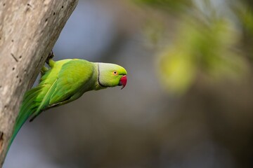 The rose-ringed parakeet (Psittacula krameri), also known as the ring-necked parakeet, is a medium-sized parrot. Beautiful colourful  parrot, cute parakeets perched on a branch. Alexandr Malý