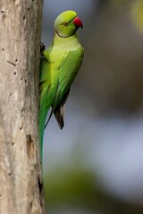 Pair of the rose-ringed parakeet (Psittacula krameri), also known as the ring-necked parakeet, is a medium-sized parrot. Beautiful colourful  parrot, cute parakeets perched on a branch. Alexandr Malý