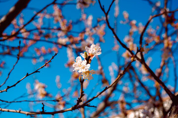 Close up of pink spring tree blossom.