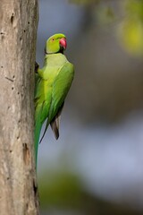 Pair of the rose-ringed parakeet (Psittacula krameri), also known as the ring-necked parakeet, is a medium-sized parrot. Beautiful colourful  parrot, cute parakeets perched on a branch. Alexandr Malý