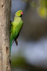 The rose-ringed parakeet (Psittacula krameri), also known as the ring-necked parakeet, is a medium-sized parrot. Beautiful colourful  parrot, cute parakeets perched on a branch. Alexandr Malý