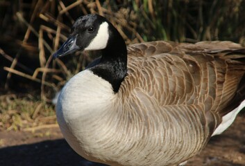country goose branta canadensis
