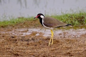 Beautiful red-wattled lapwing bird (Vanellus indicus) in the hole, bird of Sri Lanka, Čejka černoprsá