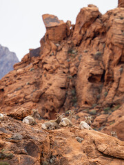 Desert bighorn sheep lounging on a bluff 
