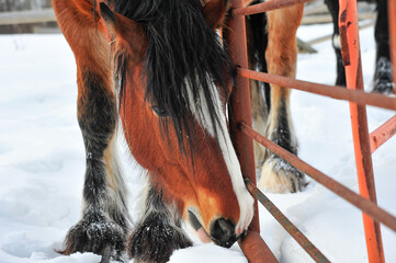 Chestnut colored Clydesdale male horse against rustic metal fence in snow covered pasture